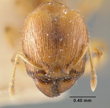 Media type: image;   Entomology 22820 Aspect: head frontal view